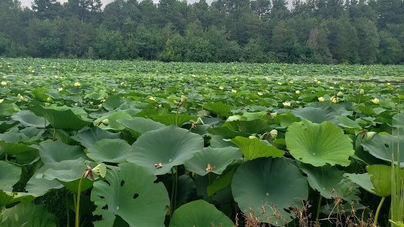 Adams Lake State Park - West Union, OH
