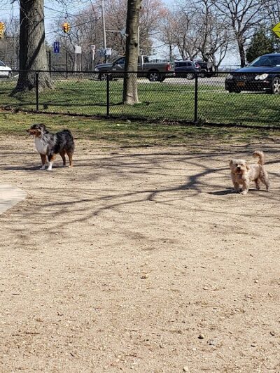 Eisenhower Dog Park - Westbury, NY