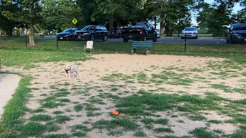 Eisenhower Dog Park - Westbury, NY