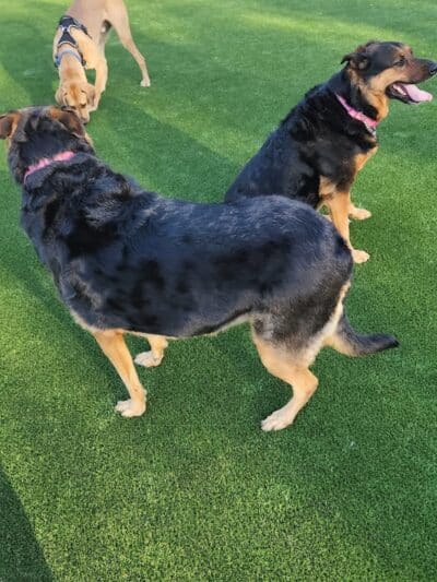 Eisenhower Dog Park - Westbury, NY