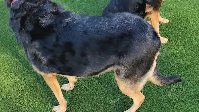 Eisenhower Dog Park - Westbury, NY