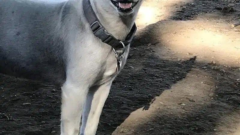 Eisenhower Dog Park - Westbury, NY