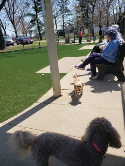 Eisenhower Dog Park - Westbury, NY