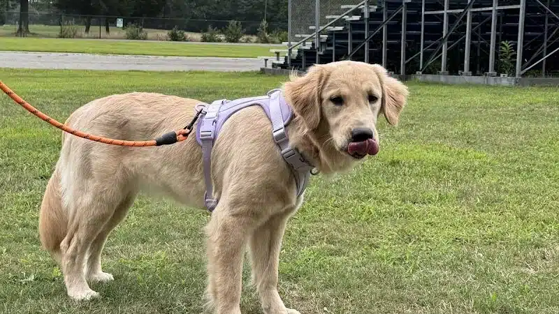 Eisenhower Dog Park - Westbury, NY