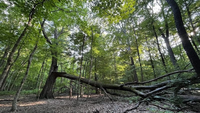 Blendon Ravines Metro Park - Westerville, OH