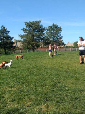 Brooksedge Park Bark Park
