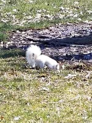 Lazelle Woods Park