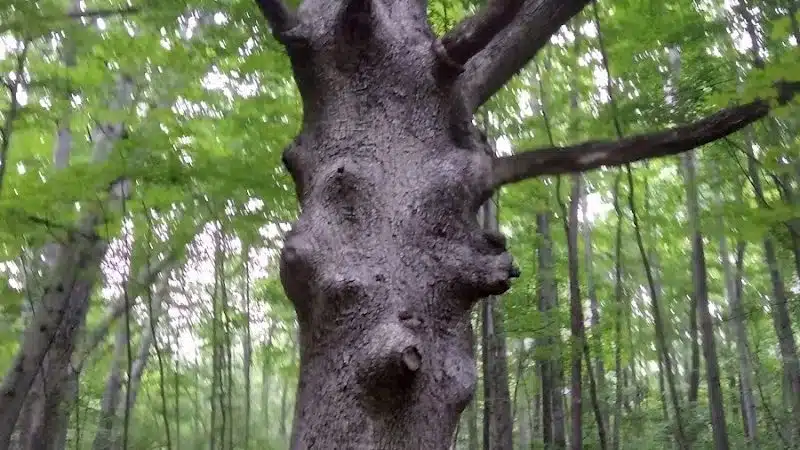 Walnut Bluffs Park - Westerville, OH