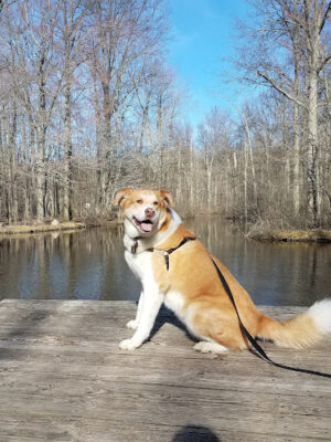 Bradley Woods Reservation