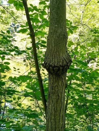 Bradley Woods Reservation - Westlake, OH