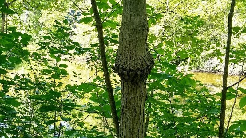 Bradley Woods Reservation - Westlake, OH