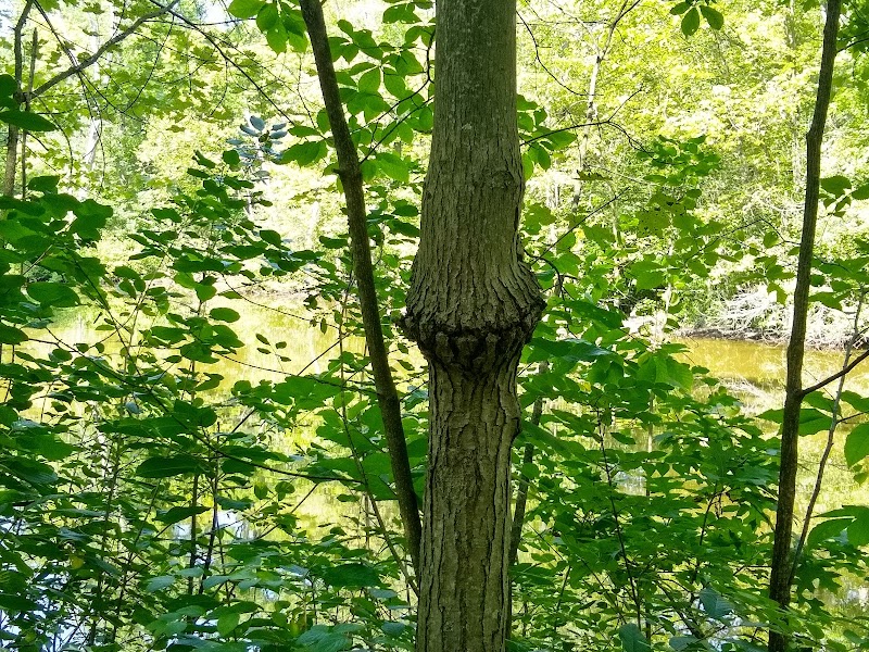 Bradley Woods Reservation - Westlake, OH