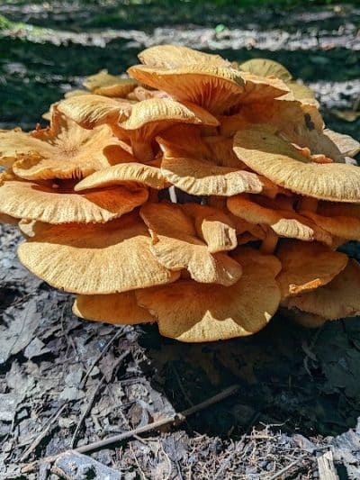 Bradley Woods Reservation - Westlake, OH