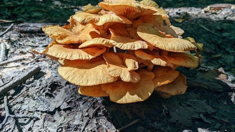 Bradley Woods Reservation - Westlake, OH