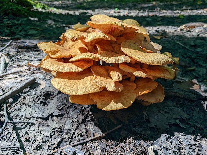 Bradley Woods Reservation - Westlake, OH