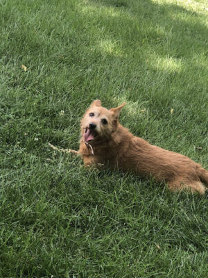 Fitzsimmons Family Garden Park Dog Park