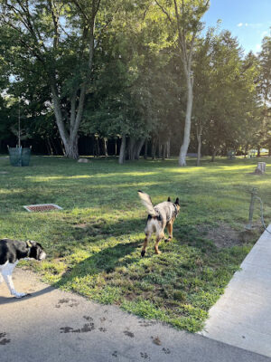 Central Bark Dog Park