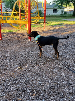 Featherston Park