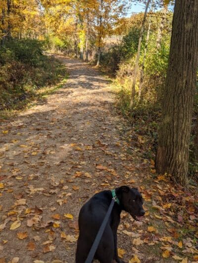 Pete's Pond Preserve - Wickliffe, OH