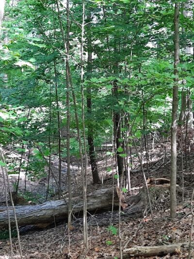 Pete's Pond Preserve - Wickliffe, OH