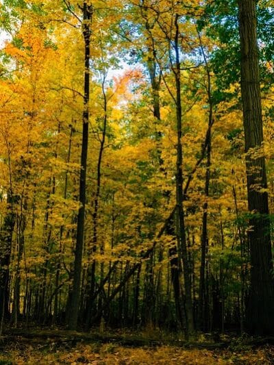 Pete's Pond Preserve - Wickliffe, OH