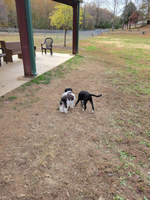 Hidden Oaks Dog Park