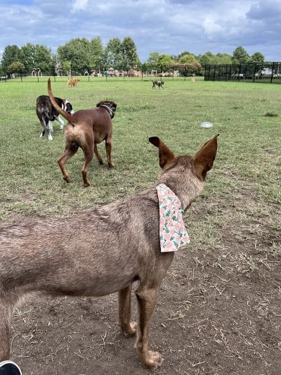 Kidsburg Dog Park - Williamsburg, VA