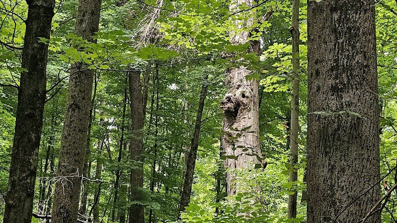 The Wilderness Center - Wilmot, OH