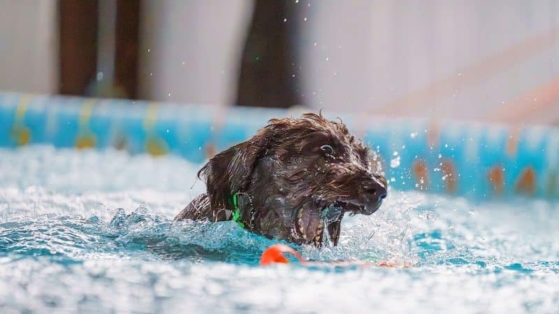 Duke's K9 Dash N' Splash - Windham, OH