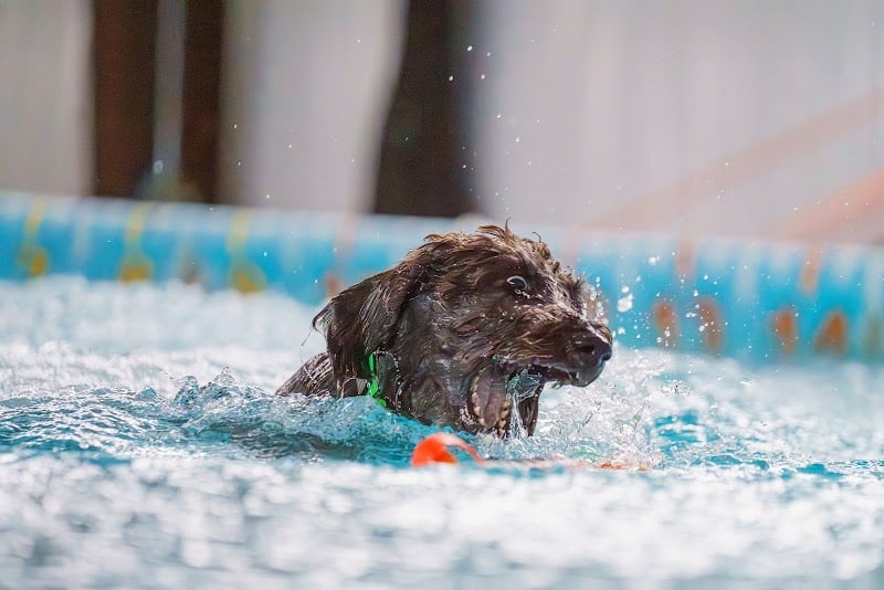 Duke's K9 Dash N' Splash - Windham, OH