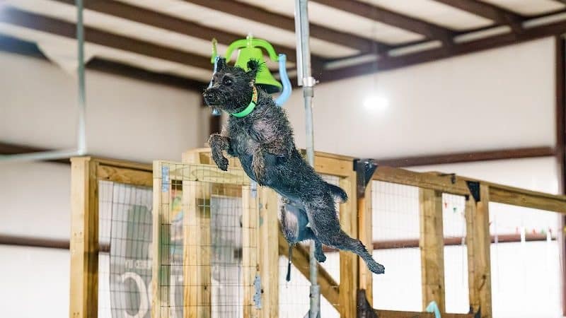 Duke's K9 Dash N' Splash - Windham, OH
