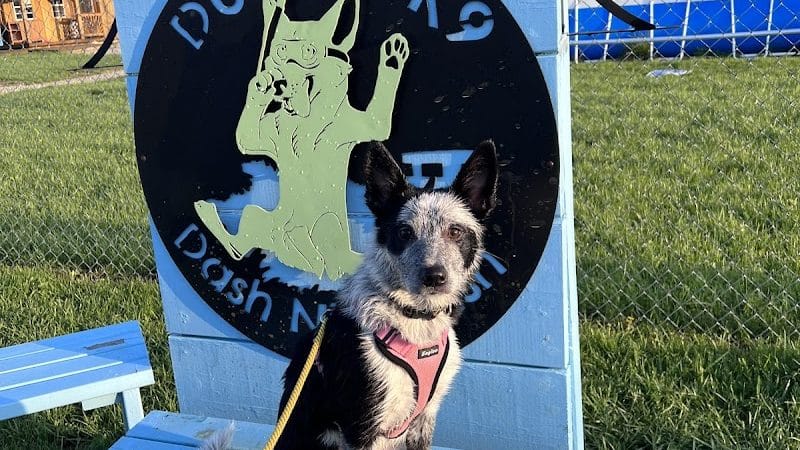 Duke's K9 Dash N' Splash - Windham, OH