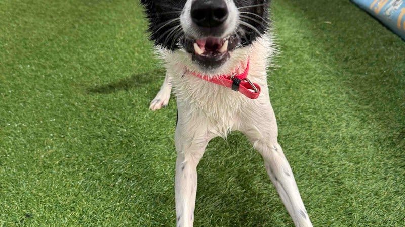 Duke's K9 Dash N' Splash - Windham, OH