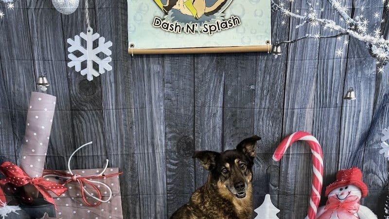 Duke's K9 Dash N' Splash - Windham, OH