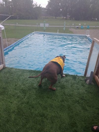 Duke's K9 Dash N' Splash - Windham, OH