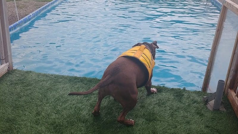 Duke's K9 Dash N' Splash - Windham, OH