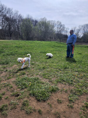 Woodbridge Dog Park