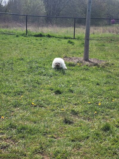 Woodbridge Dog Park - Woodbridge, CT