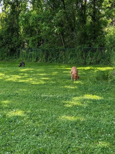 Wooster Dog Park - Wooster, OH