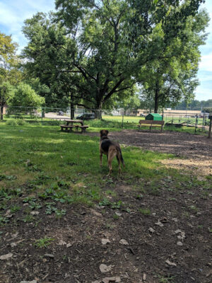 Wooster Dog Park