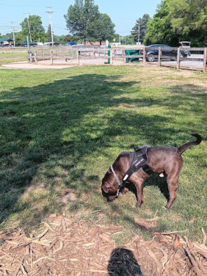 Pierce Park