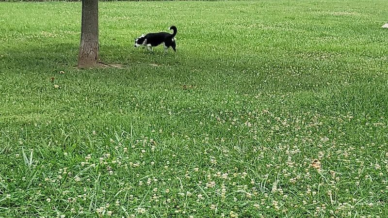 Scout Dog Park - Xenia, OH