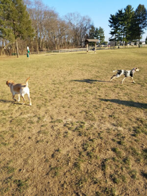 Scout Dog Park