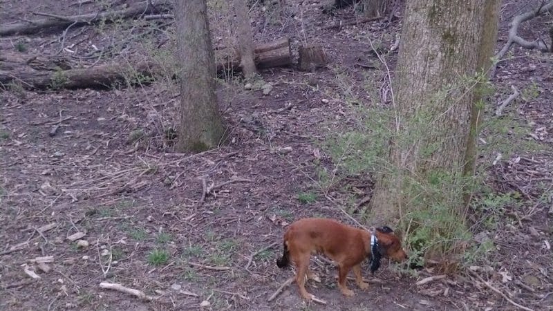Scout Dog Park - Xenia, OH