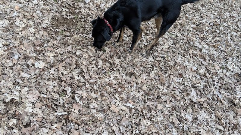 Scout Dog Park - Xenia, OH