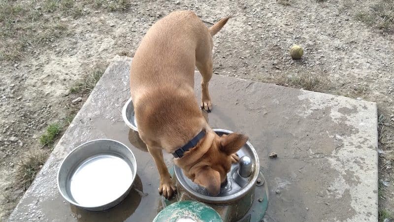 Scout Dog Park - Xenia, OH