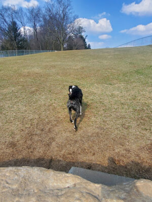 Yellow Springs Dog Park