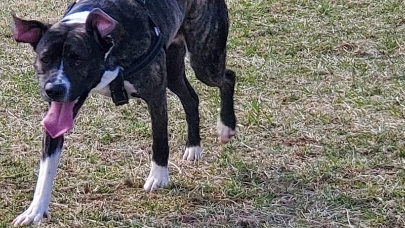 Yellow Springs Dog Park - Yellow Springs, OH