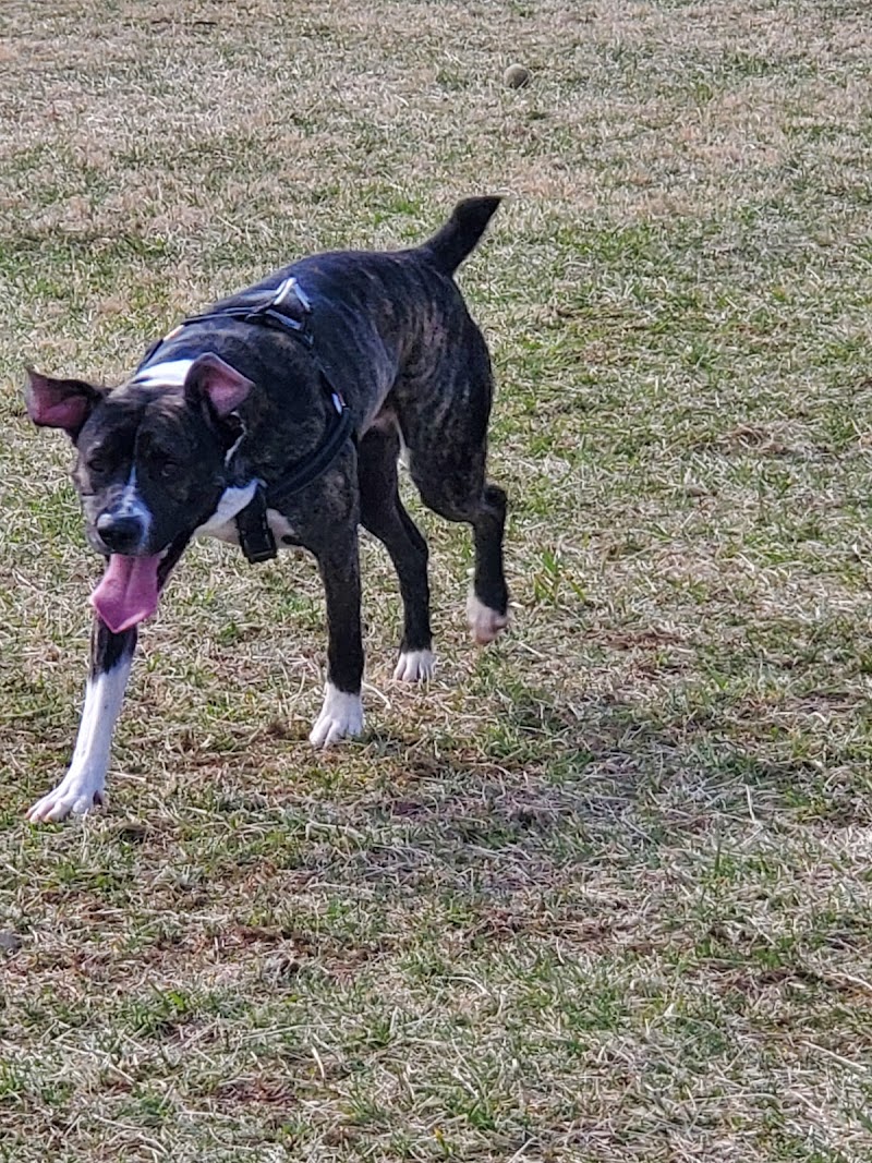 Yellow Springs Dog Park - Yellow Springs, OH
