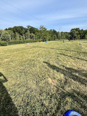 Marge Hartman’s PawsTown